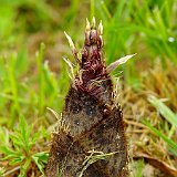 Turion de Phyllostachys Moso